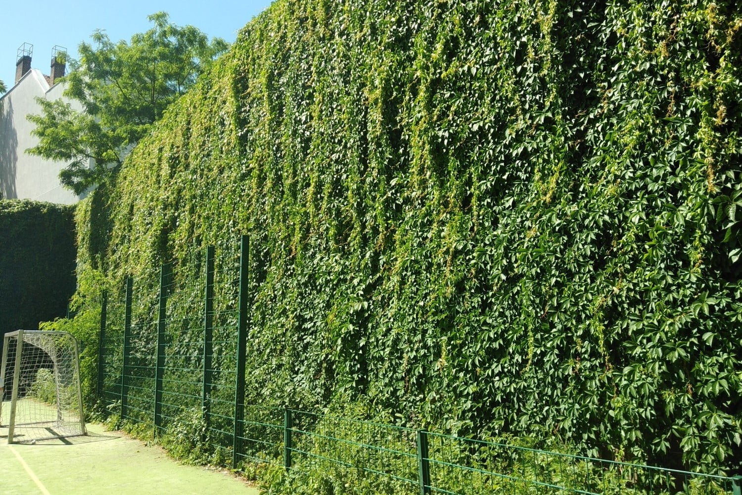 A 'living' wall covered in green vegetation at the edge of some climate ready school grounds.