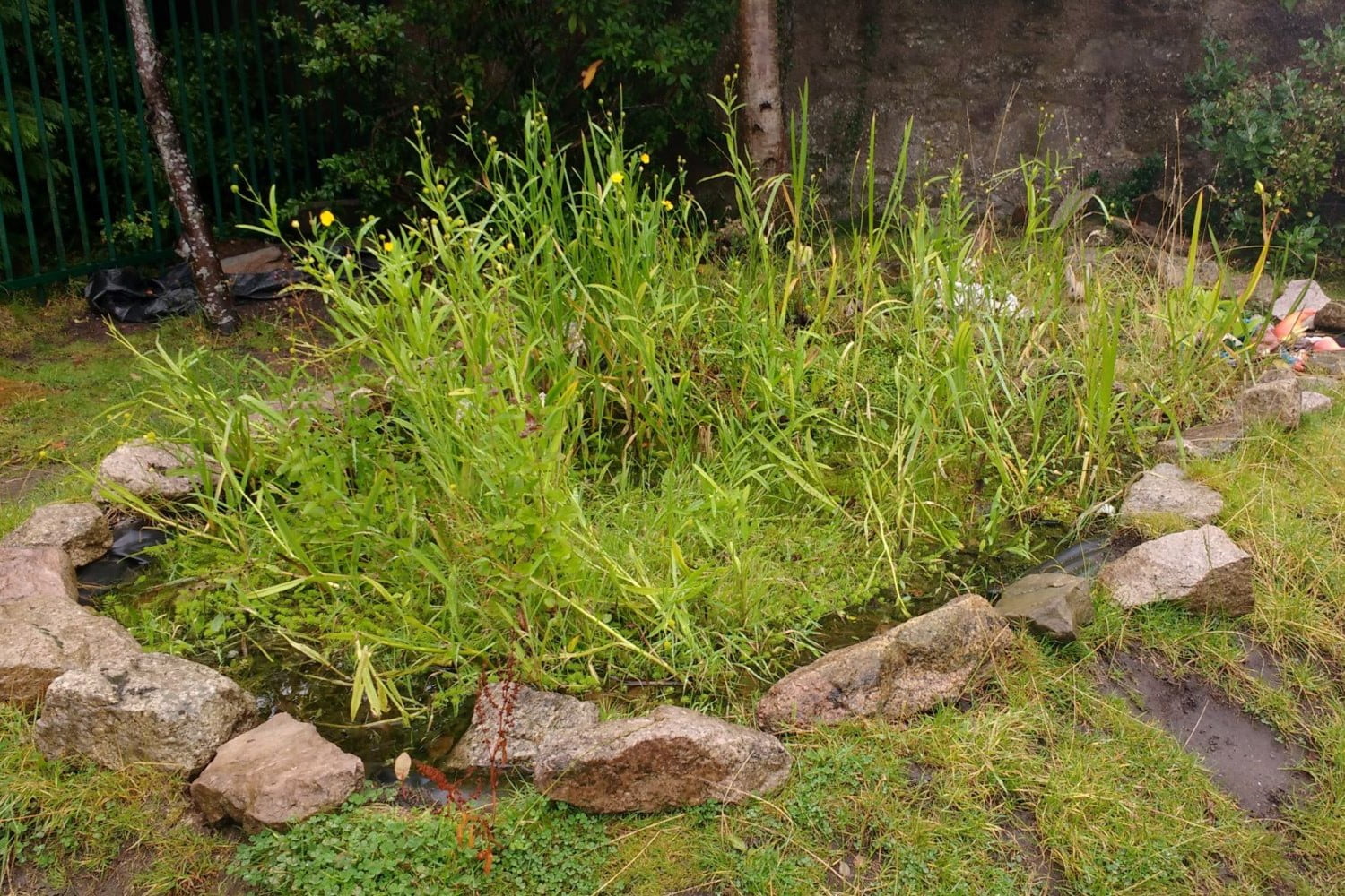 An in-ground rain garden planted with native plants and flowers, created to hold rainwater in climate ready school grounds.