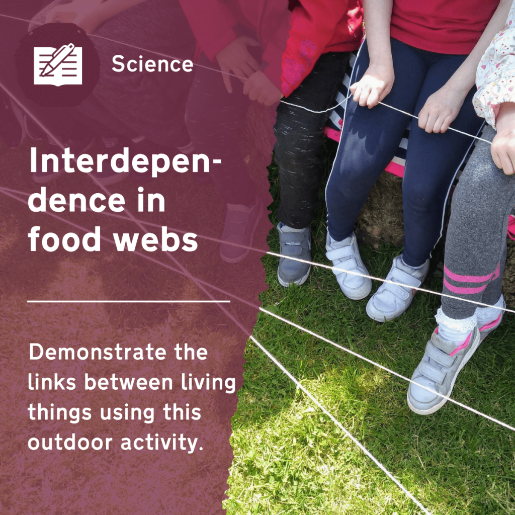 Use this primary science activity to understand the interdependence of all living things. This outdoor lesson idea will practically demonstrate food webs and start to explore the impact of human activity on these ecosystems.