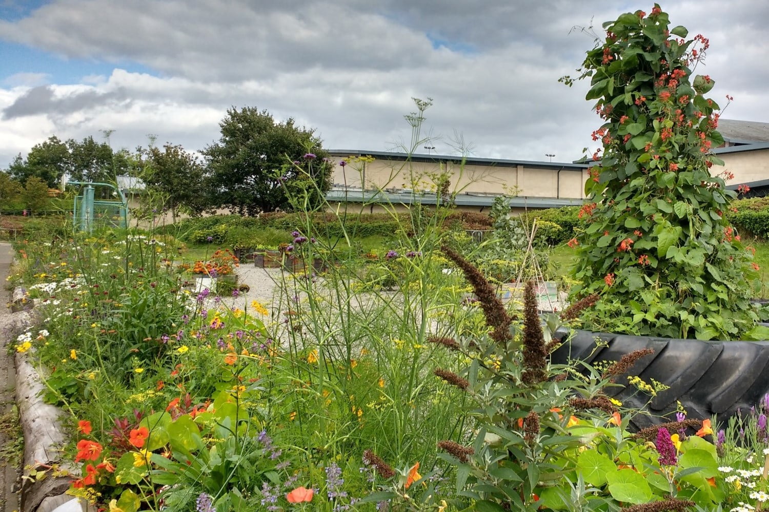 A school garden filled with pollinator friendly plants in some climate ready school grounds.