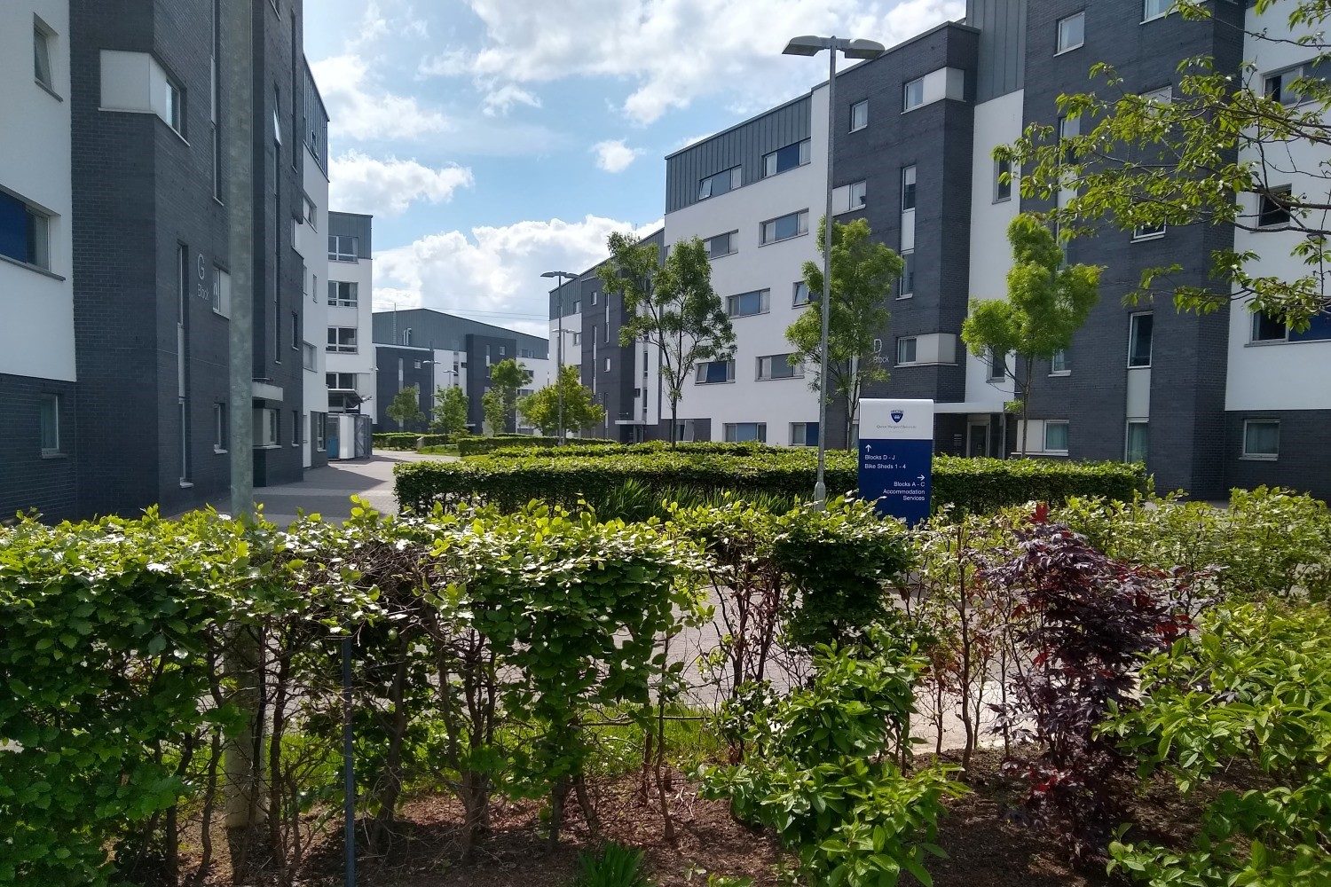 Low hedges and birch trees planted around green areas of paved school grounds to help manage water as the climate changes.