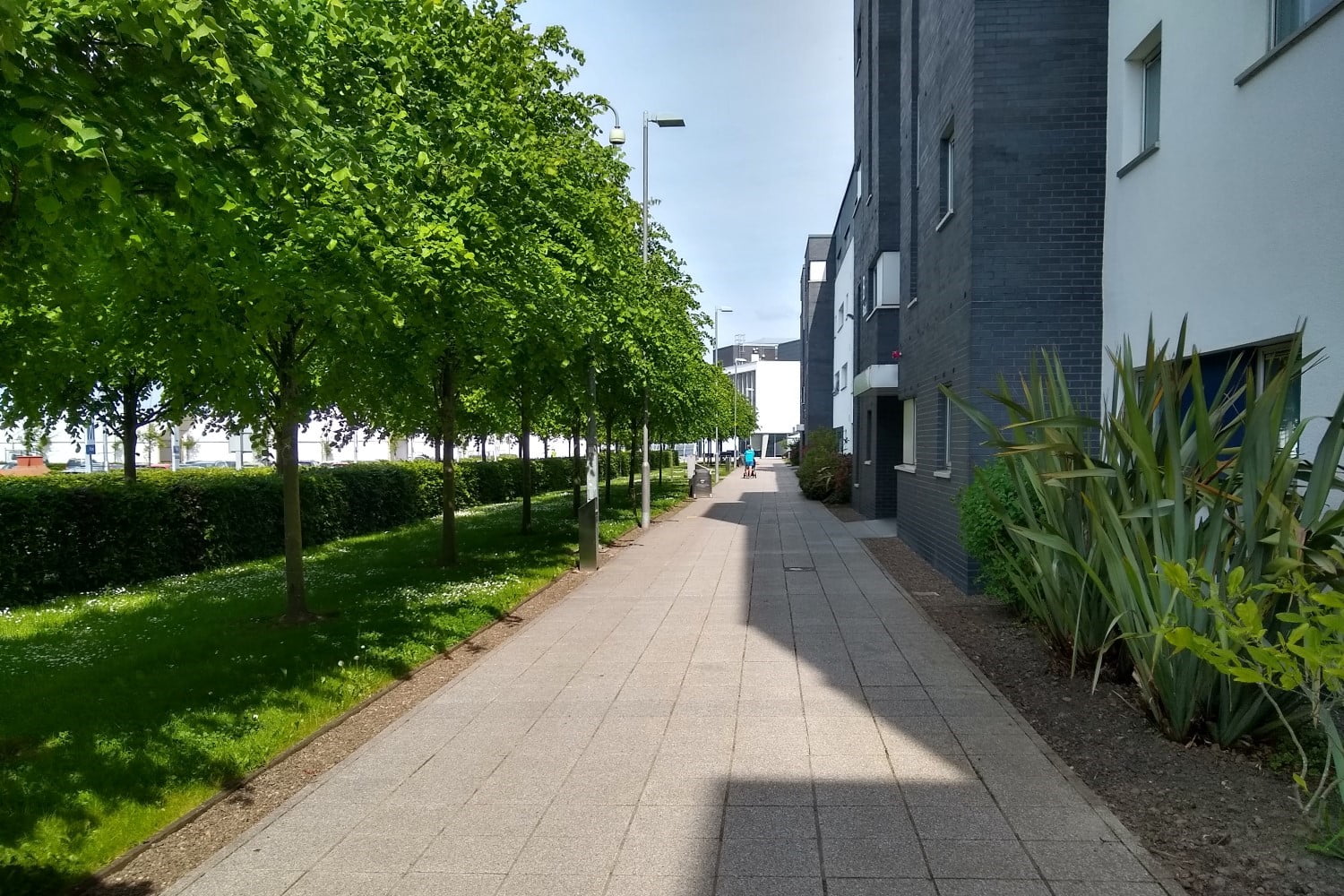 A tree lined walkway creating shelter in climate ready school grounds.