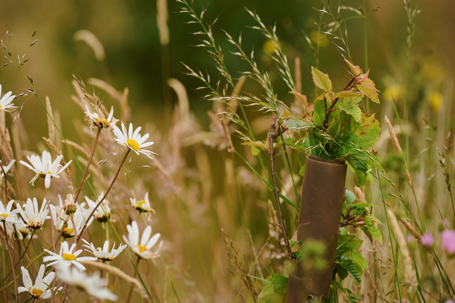 Pollinator friendly flowers and grasses planted in climate ready school grounds.