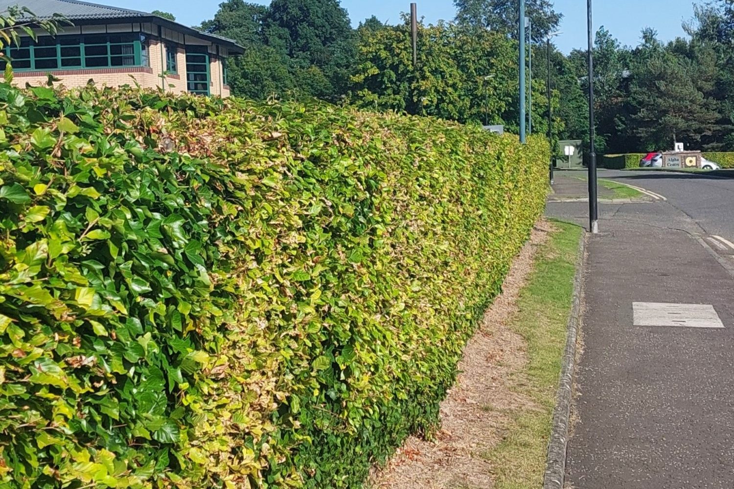 A hedge planted next to a road to improve air quality in climate ready school grounds.