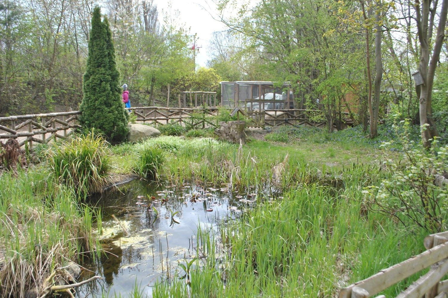 A large fenced wildlife pond filled with greenery in an area of some climate ready school grounds.