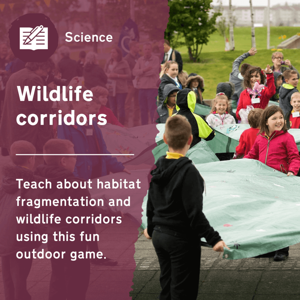 Use this primary science activity to teach about habitat fragmentation and wildlife corridors. This outdoor lesson idea uses a parachute-style game to demonstrate how we can make our school grounds more wildlife friendly.