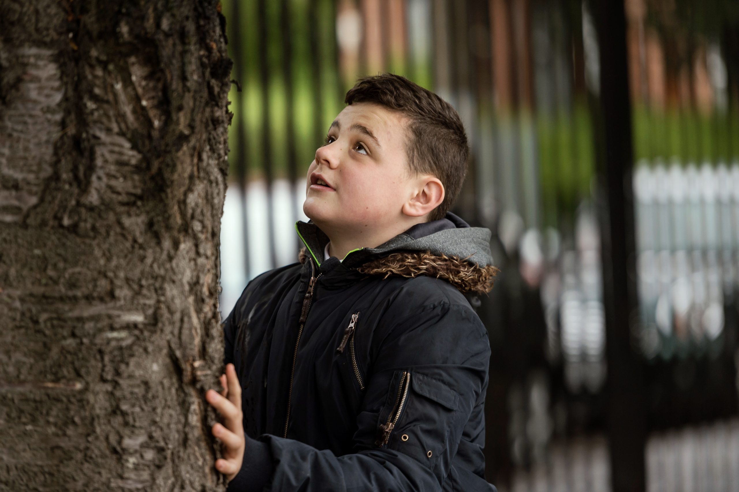 A boy looks up at a tree trunk