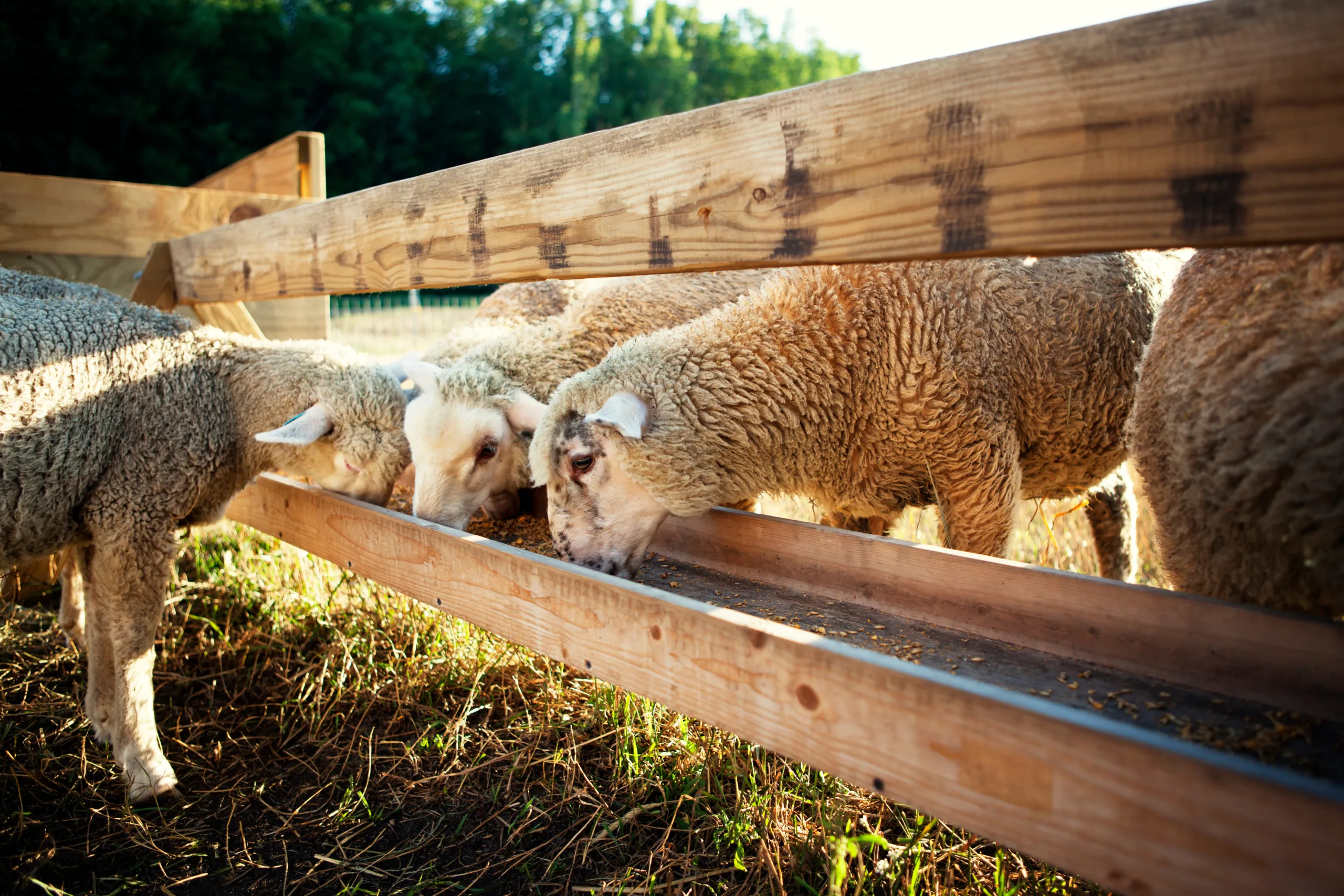 Generic Flora & Fauna Risk Assessment