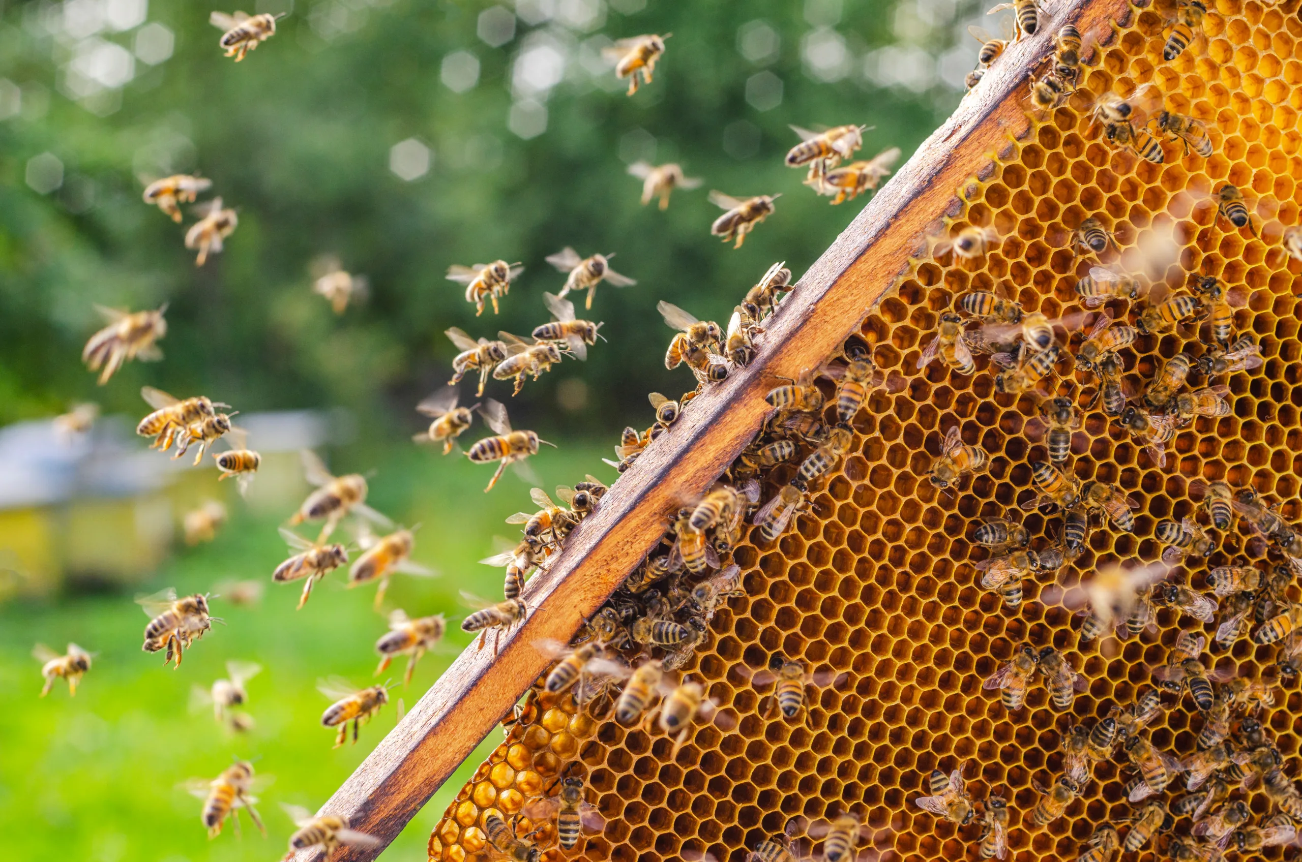 Pollinators & Beekeeping in School Grounds Risk Assessment