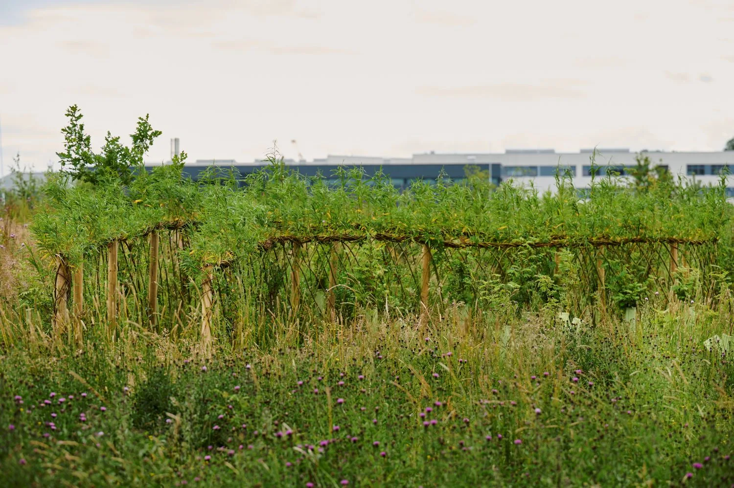 Overgrown garden with wooden structures.