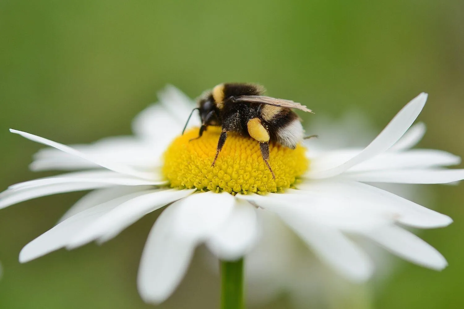 A bumblebee foraging on a daisy in the school grounds.