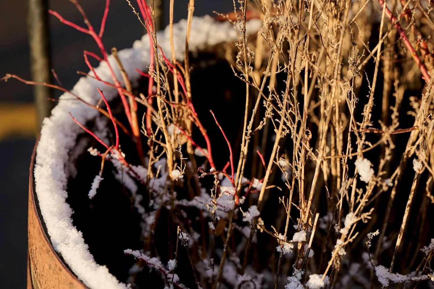 Dried plants with snow in planter
