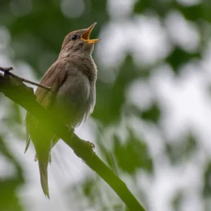 Thrush Nightingale singing a song in the spring forest