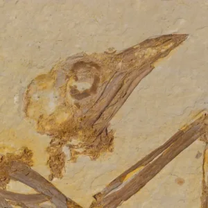 Fossil Bird skull from the Green River formation in Wyoming