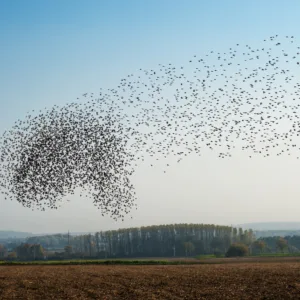 Bird murmuration movement