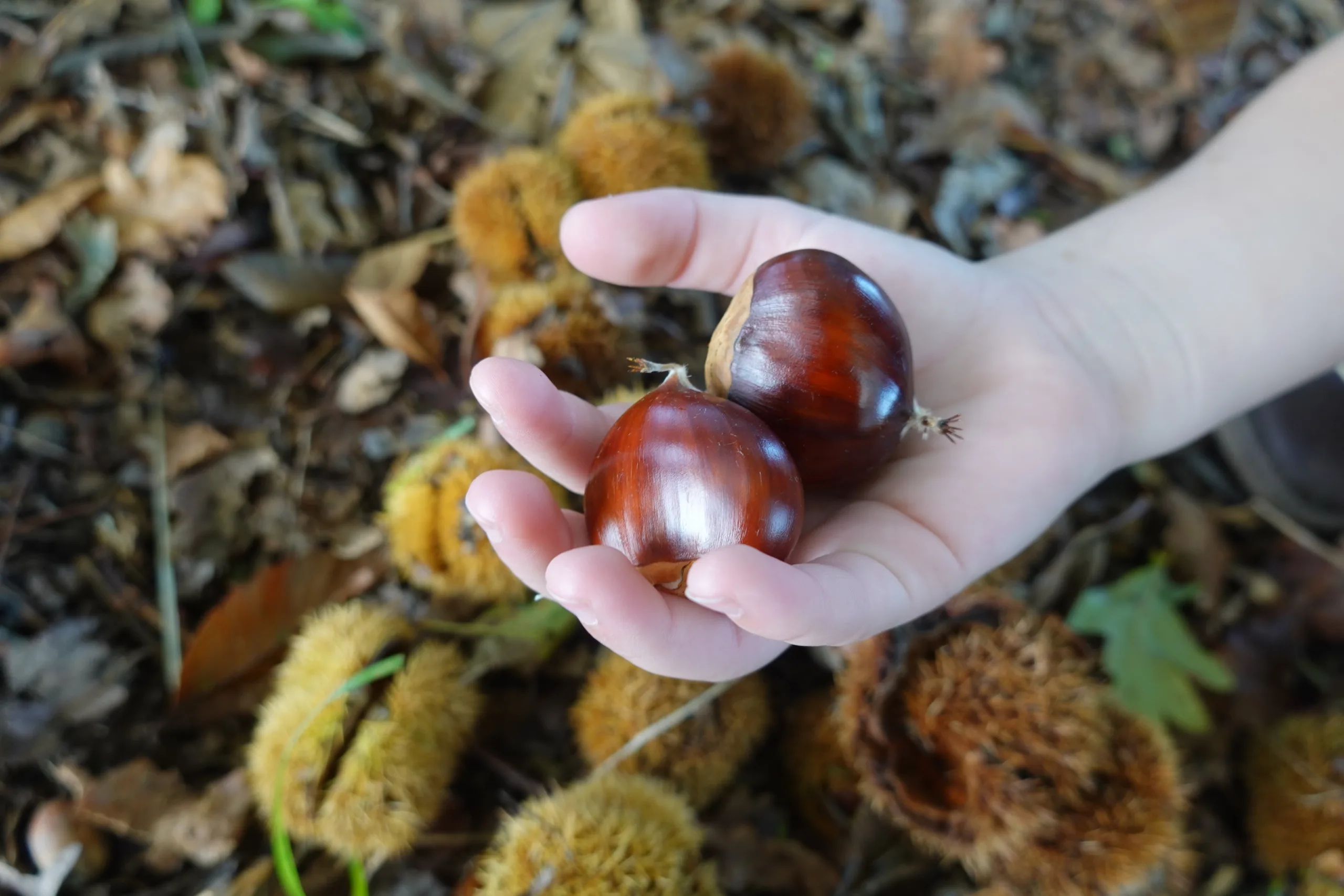 Animal Seed Dispersal Game