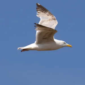Caspian gull in flight against blue sky. High quality photo