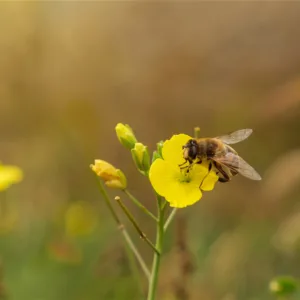 Bee-come a Pollinator