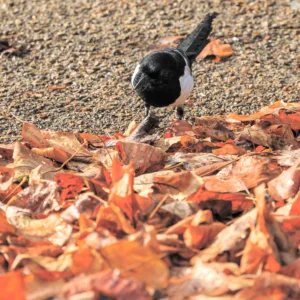 Sorting Leaves