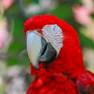 The Shapes and Colours of Birds