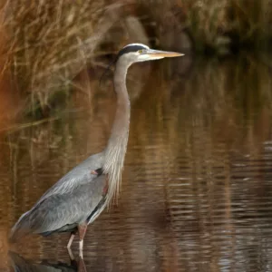 Great blue heron stalking hunting prey along lake edge.
