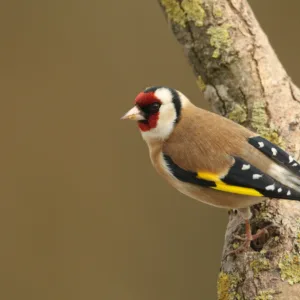 Bird Species Discovery