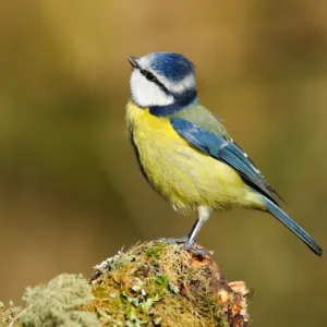 A beautiful blue tit (Cyanistes caeruleus) perched on a mossy log in Forest Farm Nature Reserve, Cardiff, South Wales, UK