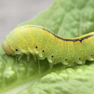 Camouflaging Caterpillars