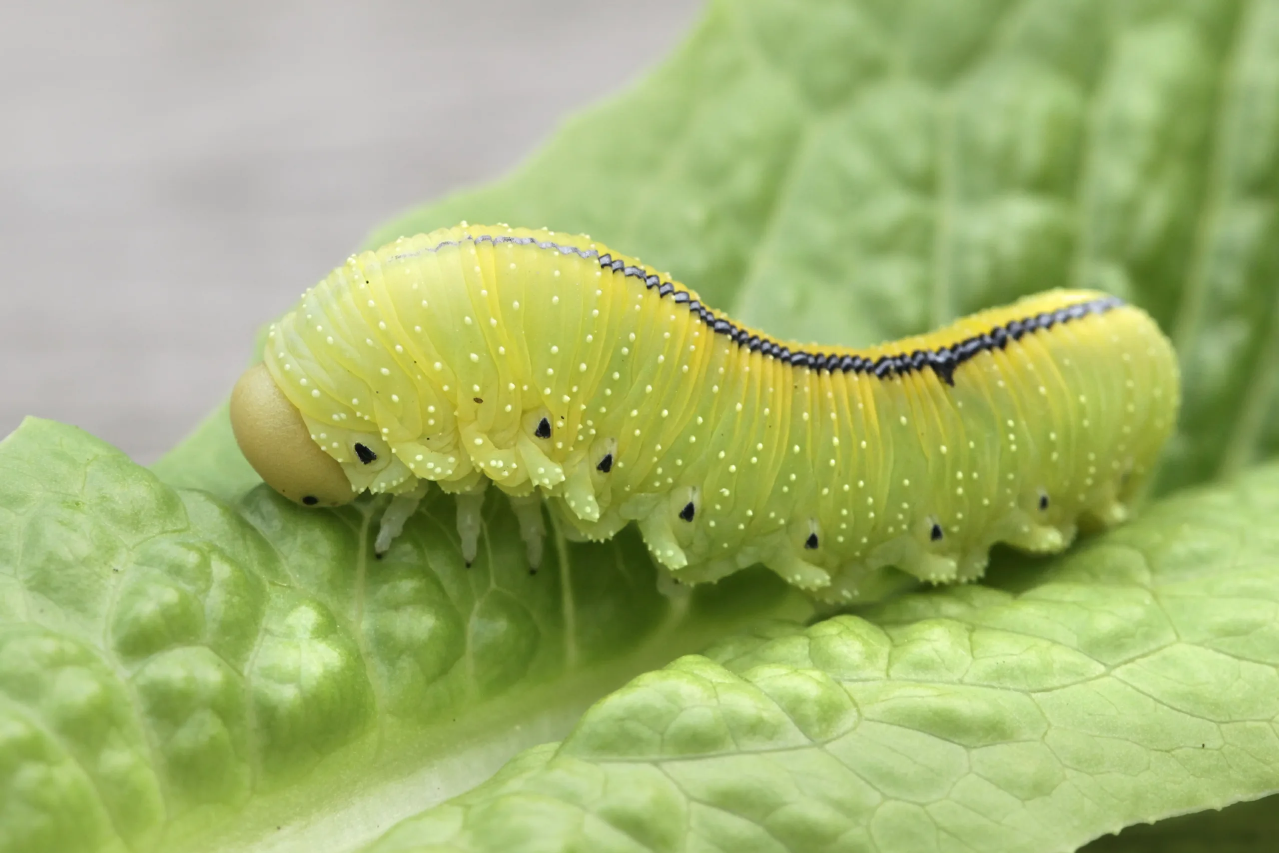Camouflage Caterpillars