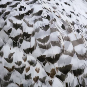 Picture Using Feathers