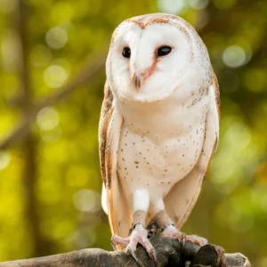 Beautiful Barn Owl