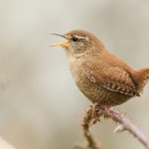 A beautiful singing and displaying Wren, Troglodytes troglodytes, perching on a bramble bush .