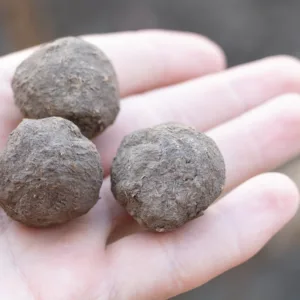 Seed balls in the hand of a gardener