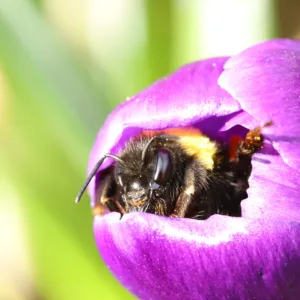 Sleepy bumblebee waking up from a crocus