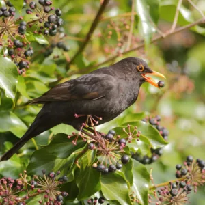 Common blackbird (Turdus merula) eating ivy berries in garden