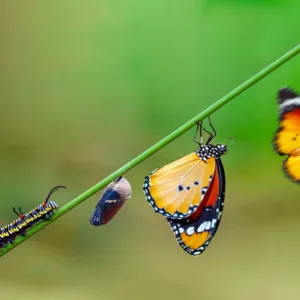 Butterfly Life Cycle