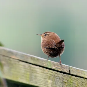Wren bird perched on a fence which is a common British European garden songbird found in the UK and Europe