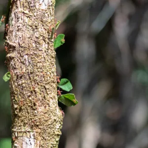Leaf cutter ants on a tree