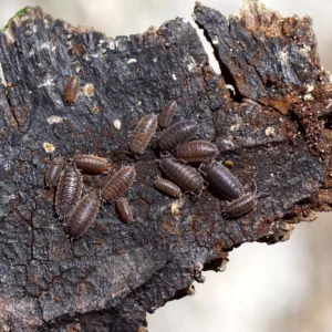 Common rough woodlice, rough woodlouse (Porcellio scaber), family Porcellionidae and Common woodlice (Oniscus asellus), family Oniscidae. On treebark. Dutch garden. Netherlands, Spring, March