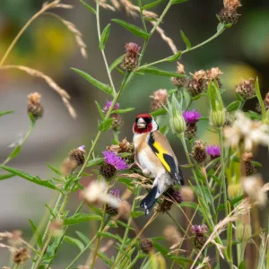 Goldfinch Feeding in an Urban Wildflower Meadow