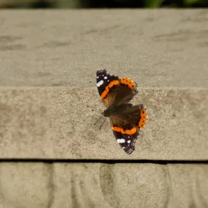 Butterflies in Winter