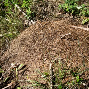 Strange Creatures and HabitatsStrange Creatures and Habitats