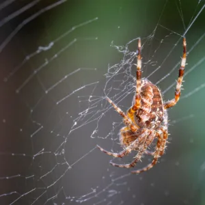 Close up of a brown, orange and white spider in the middle of its web