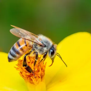 Image of bee or honeybee on yellow flower collects nectar. Golden honeybee on flower pollen. Insect. Animal