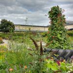 Join the School Grounds Collective launch in London