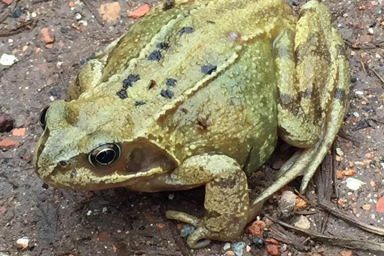 Life Cycle Role Play