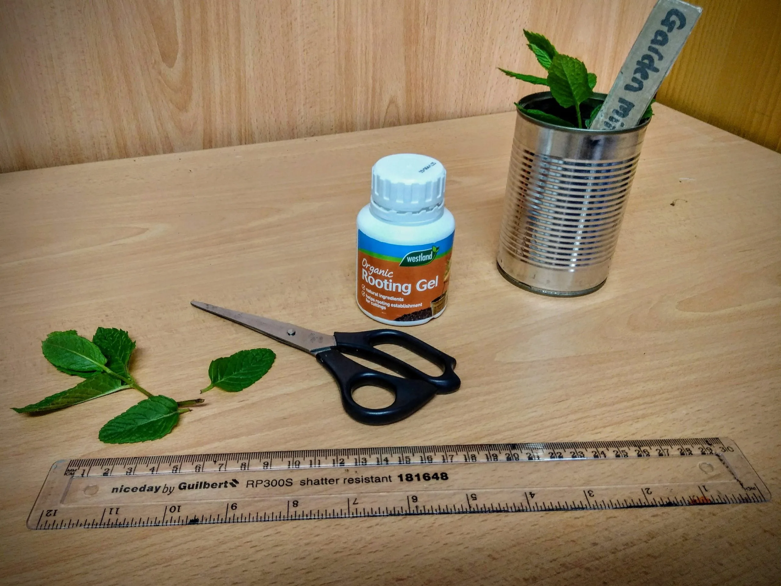 Propagating Herbs from Cuttings