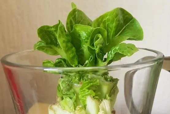 Kitchen Scrap Gardening