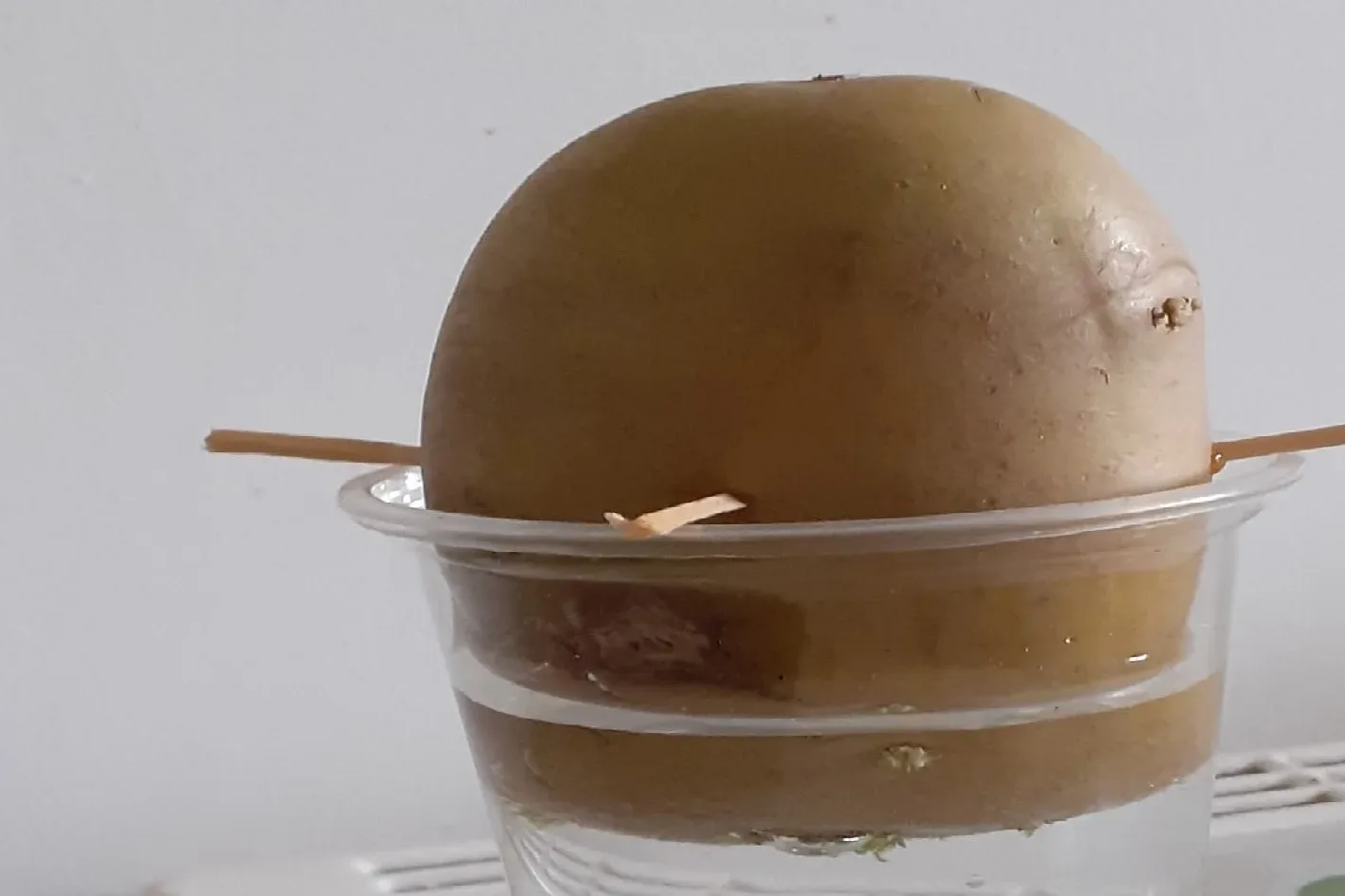 Potty about Potatoes