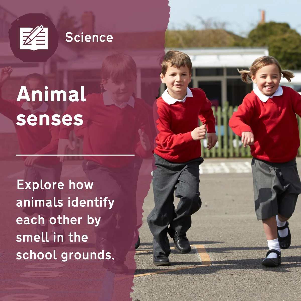 Use this primary science activity to explore how animals use their sense of smell to identify each other. This fun outdoor lesson idea will encourage pupils to think about how external factors can also impact animals and force them to adapt.